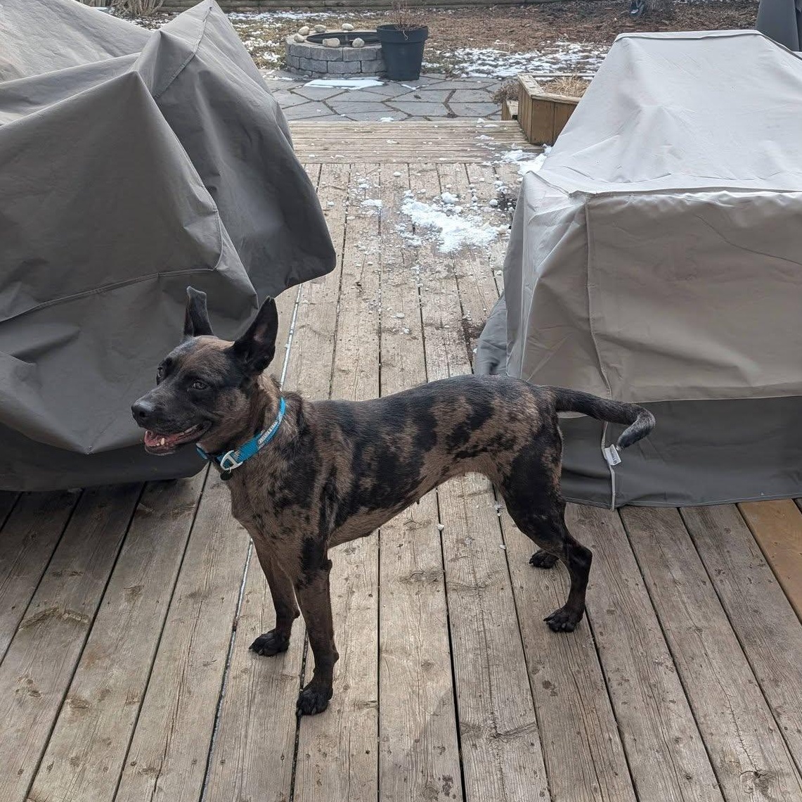Enlarge Piper, a ADOPTABLE Catahoula Leopard Dog in Woodstock, ON image 6/6