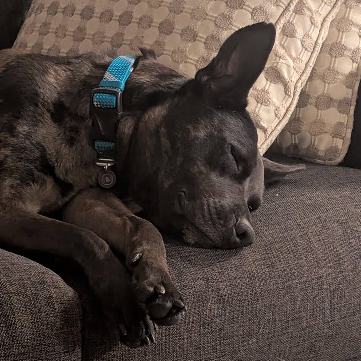 Enlarge Piper, a ADOPTABLE Catahoula Leopard Dog in Woodstock, ON image 2/6