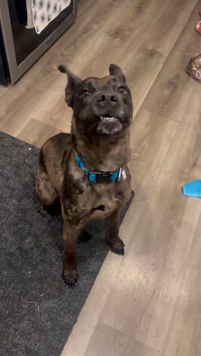 Enlarge Piper, a ADOPTABLE Catahoula Leopard Dog in Woodstock, ON video 3/6