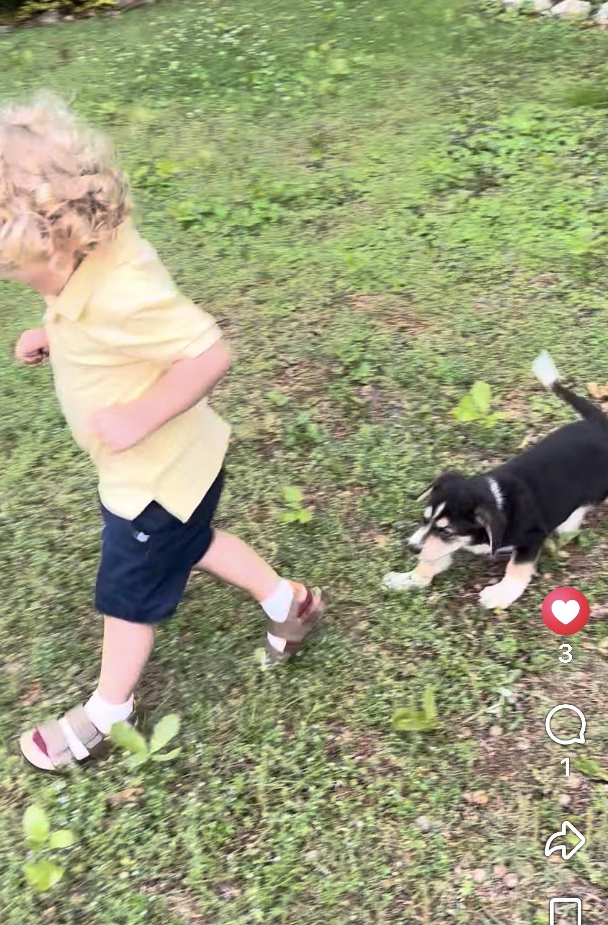 Enlarge Boston , a ADOPTABLE mixed breed in Alabaster, AL image 3/5
