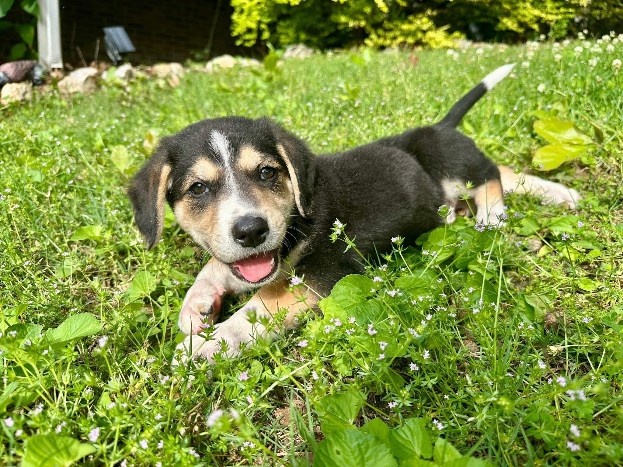 Enlarge Boston , a ADOPTABLE mixed breed in Alabaster, AL image 1/5