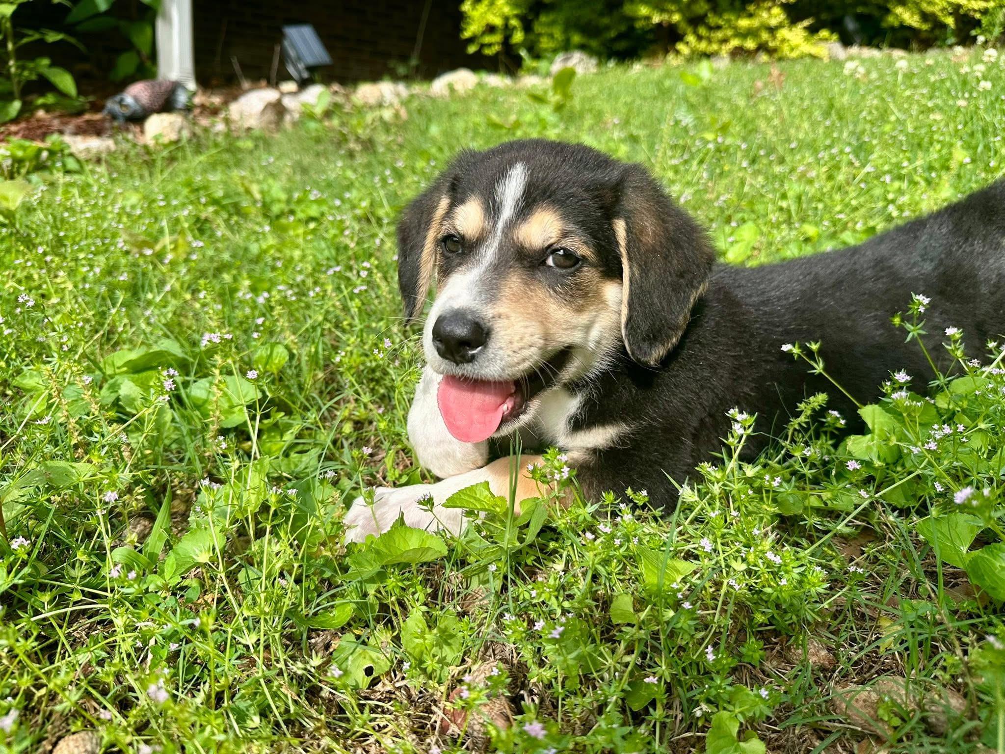 Enlarge Boston , a ADOPTABLE mixed breed in Alabaster, AL image 5/5