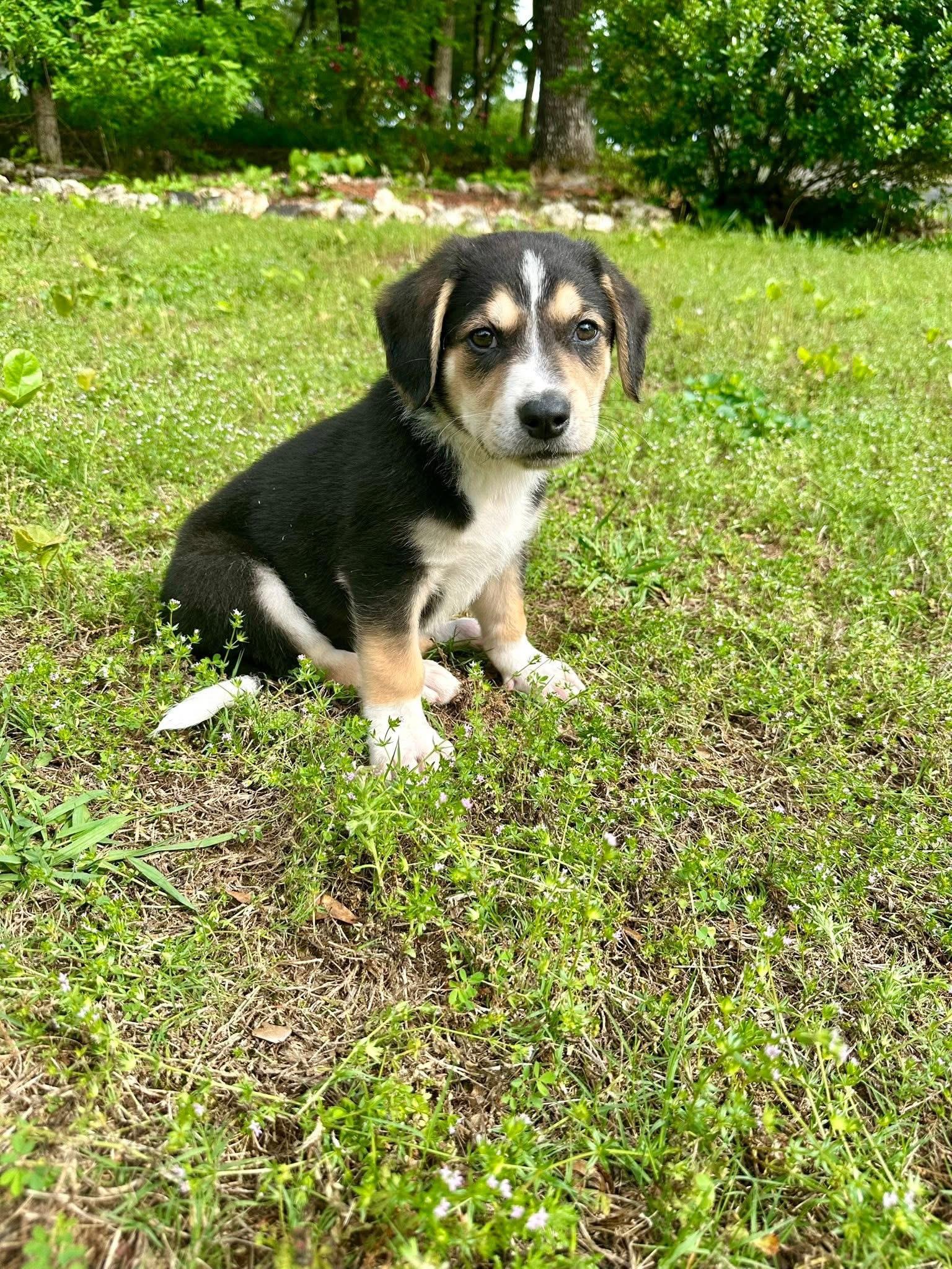 Enlarge Boston , a ADOPTABLE mixed breed in Alabaster, AL image 2/5