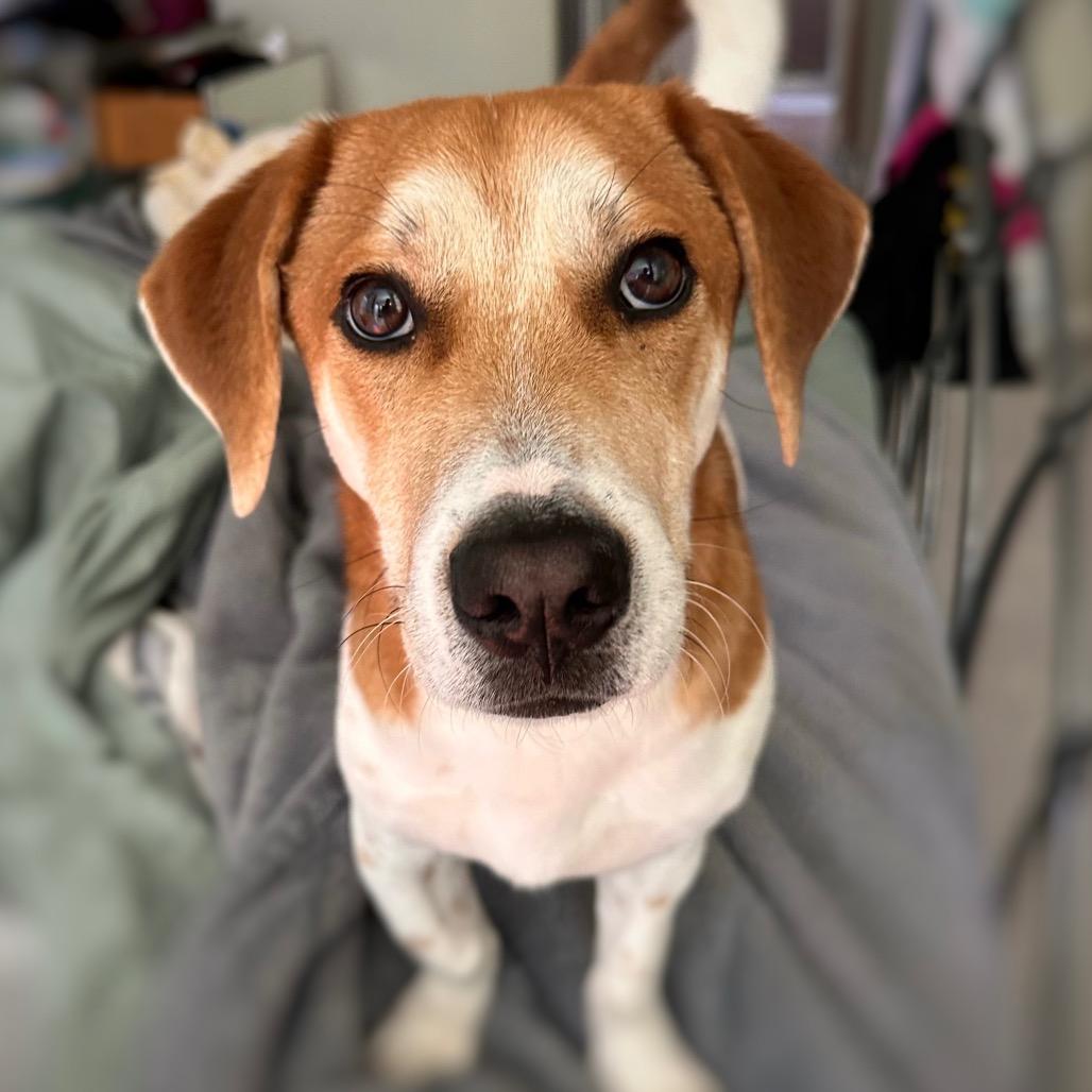 Ollie, Adoptable, Young Male Beagle & Basset Hound.