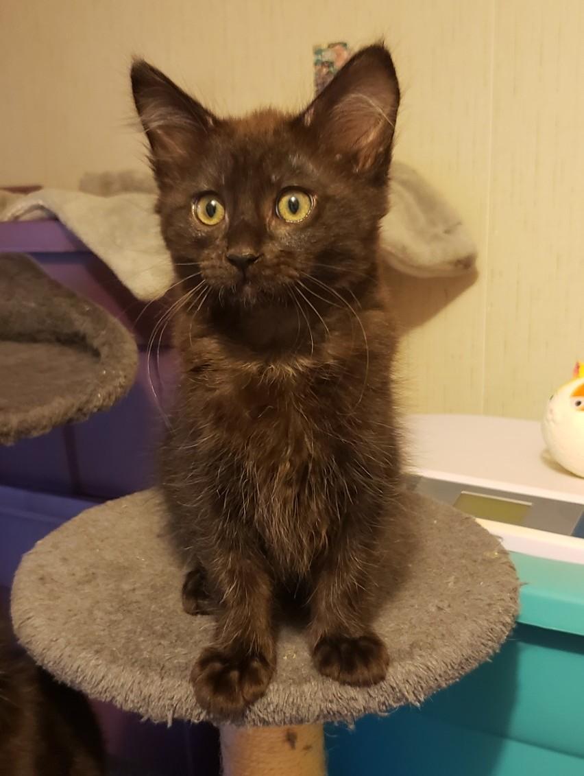 Sam (with Dean), ADOPTABLE, Kitten Male Domestic Medium Hair.