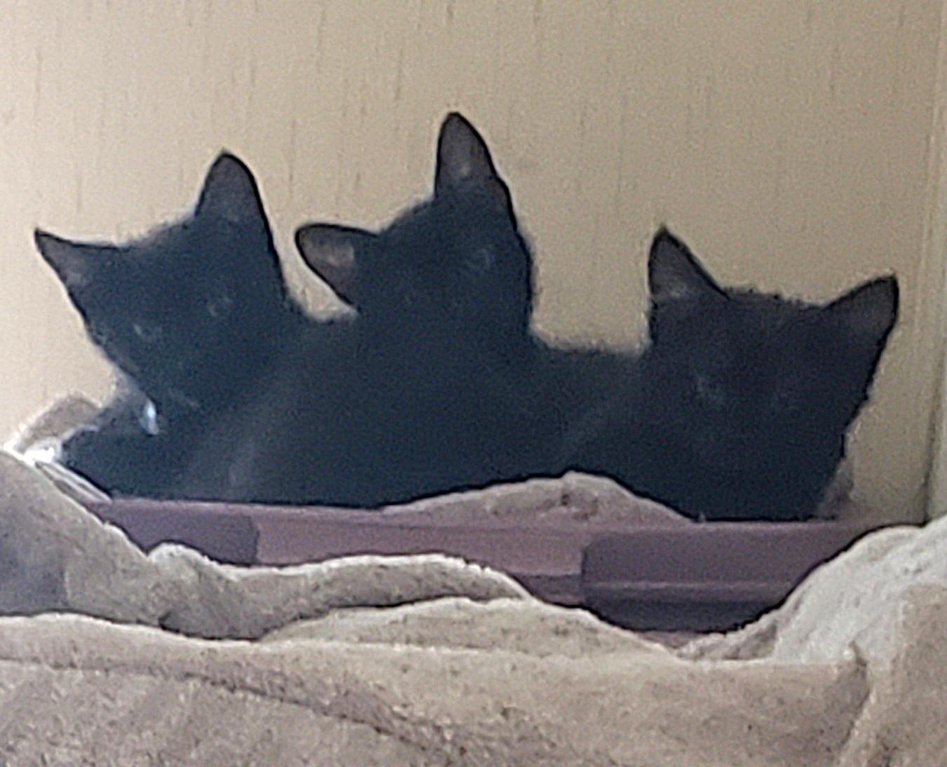 Enlarge Sam (with Dean), an adopted Domestic Medium Hair in Silverton, OR image 5/5