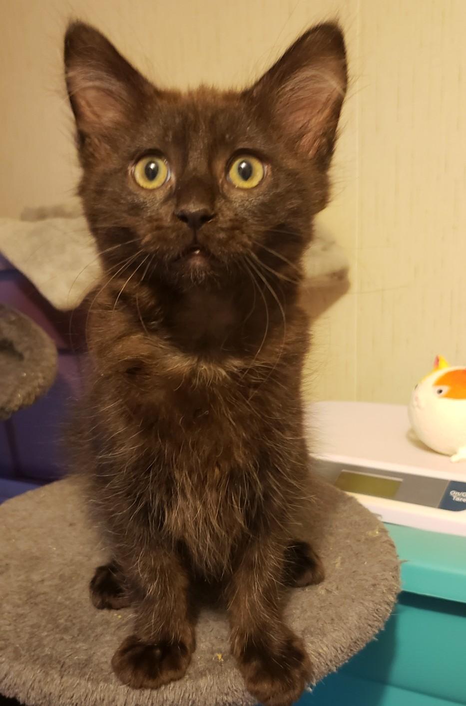 Enlarge Sam (with Dean), an adopted Domestic Medium Hair in Silverton, OR image 2/5