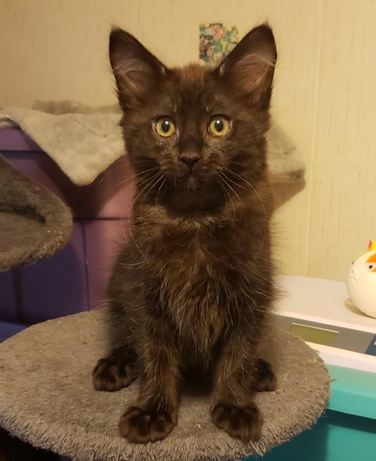 Enlarge Sam (with Dean), an adopted Domestic Medium Hair in Silverton, OR image 3/5