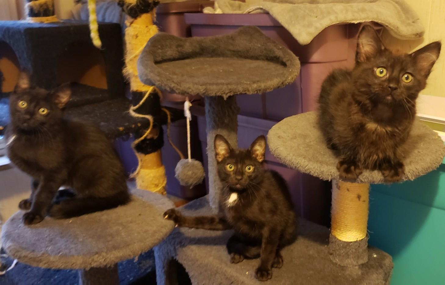 Enlarge Sam (with Dean), an adopted Domestic Medium Hair in Silverton, OR image 4/5