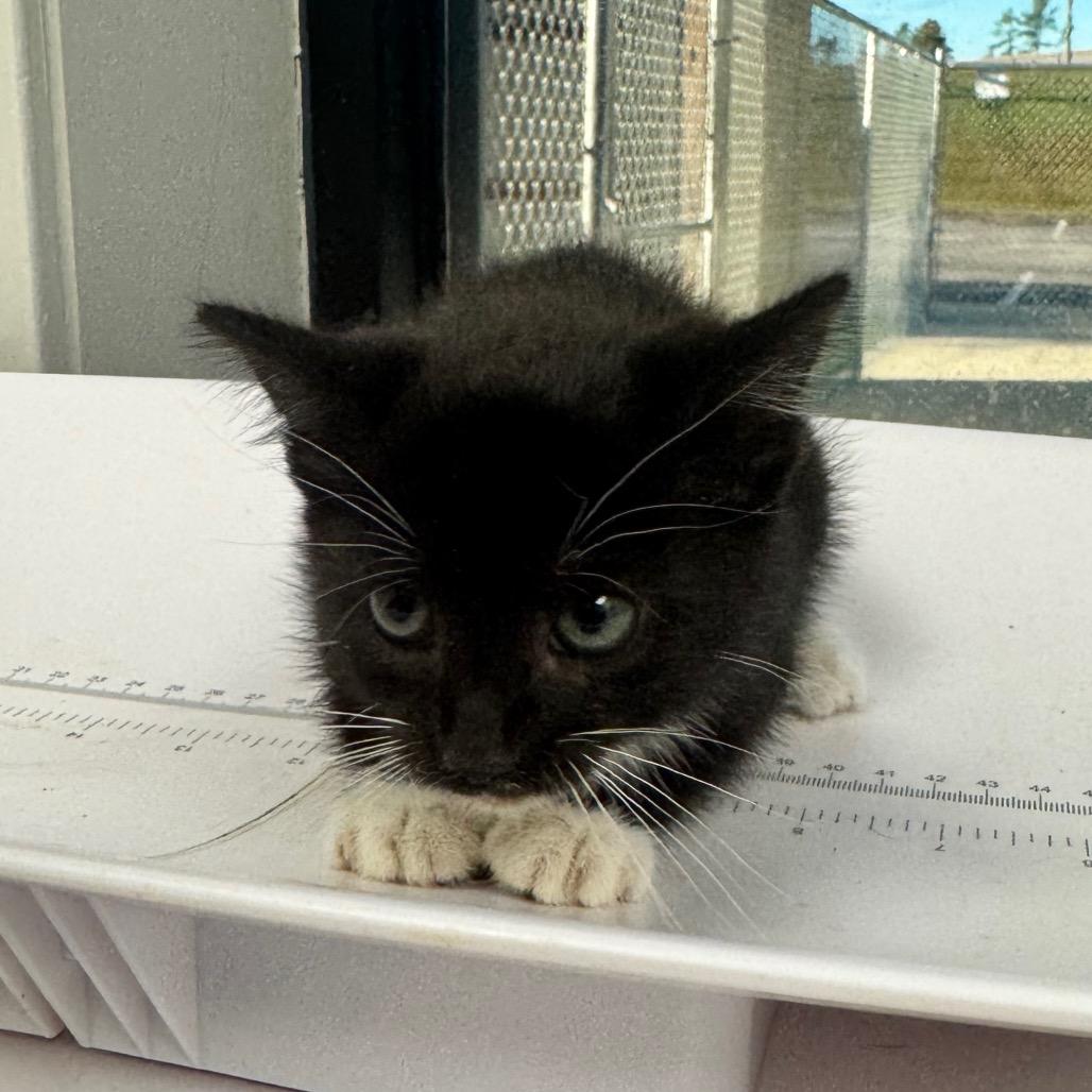 Spunky, Adoptable, Kitten Female Domestic Short Hair.