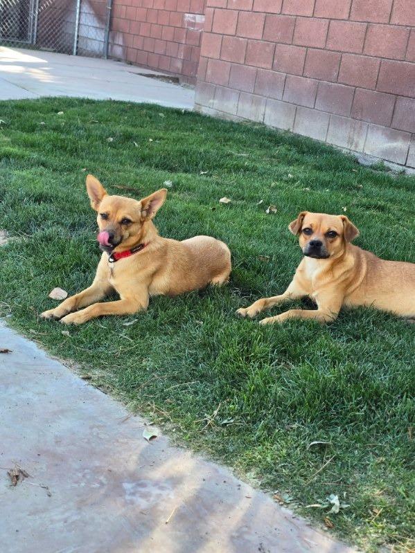 Marge, Adoptable, Young Female Border Collie & Chihuahua.