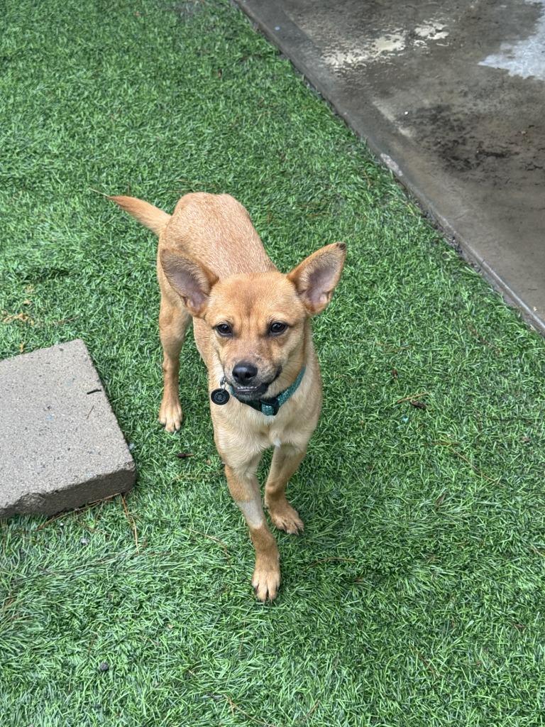 Marge, Adoptable, Young Female Border Collie & Chihuahua.