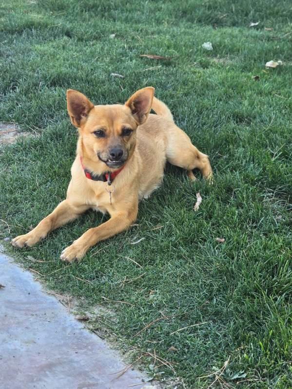 Enlarge Marge, a Adoptable mixed breed in Coachella, CA image 4/6