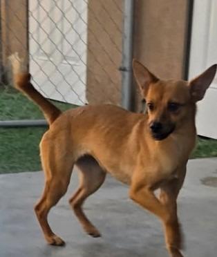 Enlarge Marge, a Adoptable mixed breed in Coachella, CA image 2/4