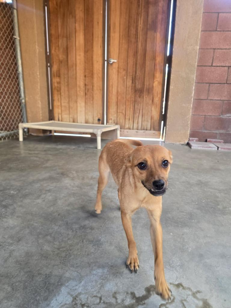 Enlarge Marge, a Adoptable mixed breed in Coachella, CA image 6/6