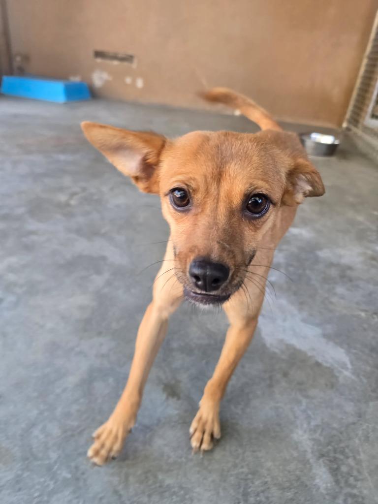 Enlarge Marge, a Adoptable mixed breed in Coachella, CA image 3/4
