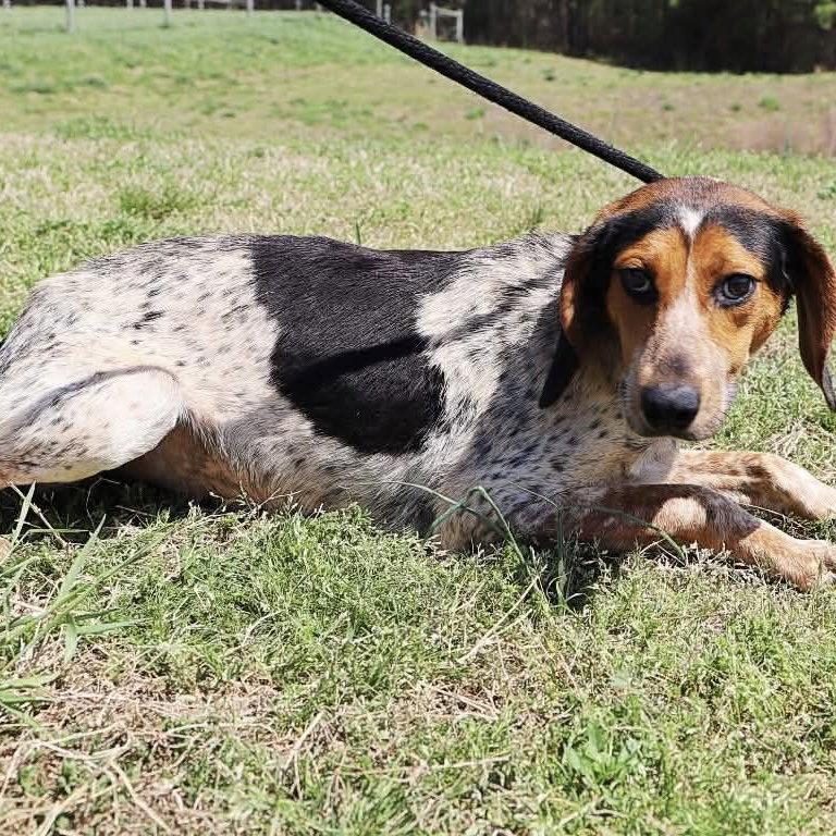 Enlarge Razzle, a Adoptable Bluetick Coonhound in Roxboro, NC image 2/3
