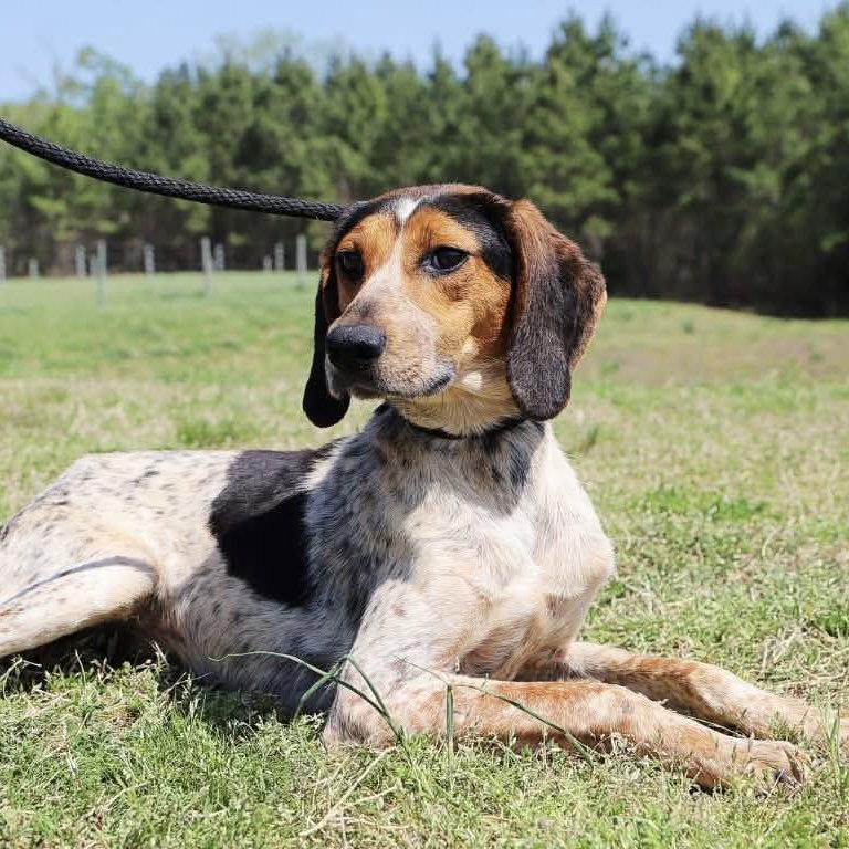 Enlarge Razzle, a Adoptable Bluetick Coonhound in Roxboro, NC image 1/3