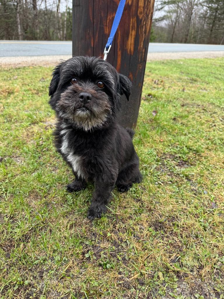 Luna, Adopted, Adult Female Shih Tzu & Pomeranian.