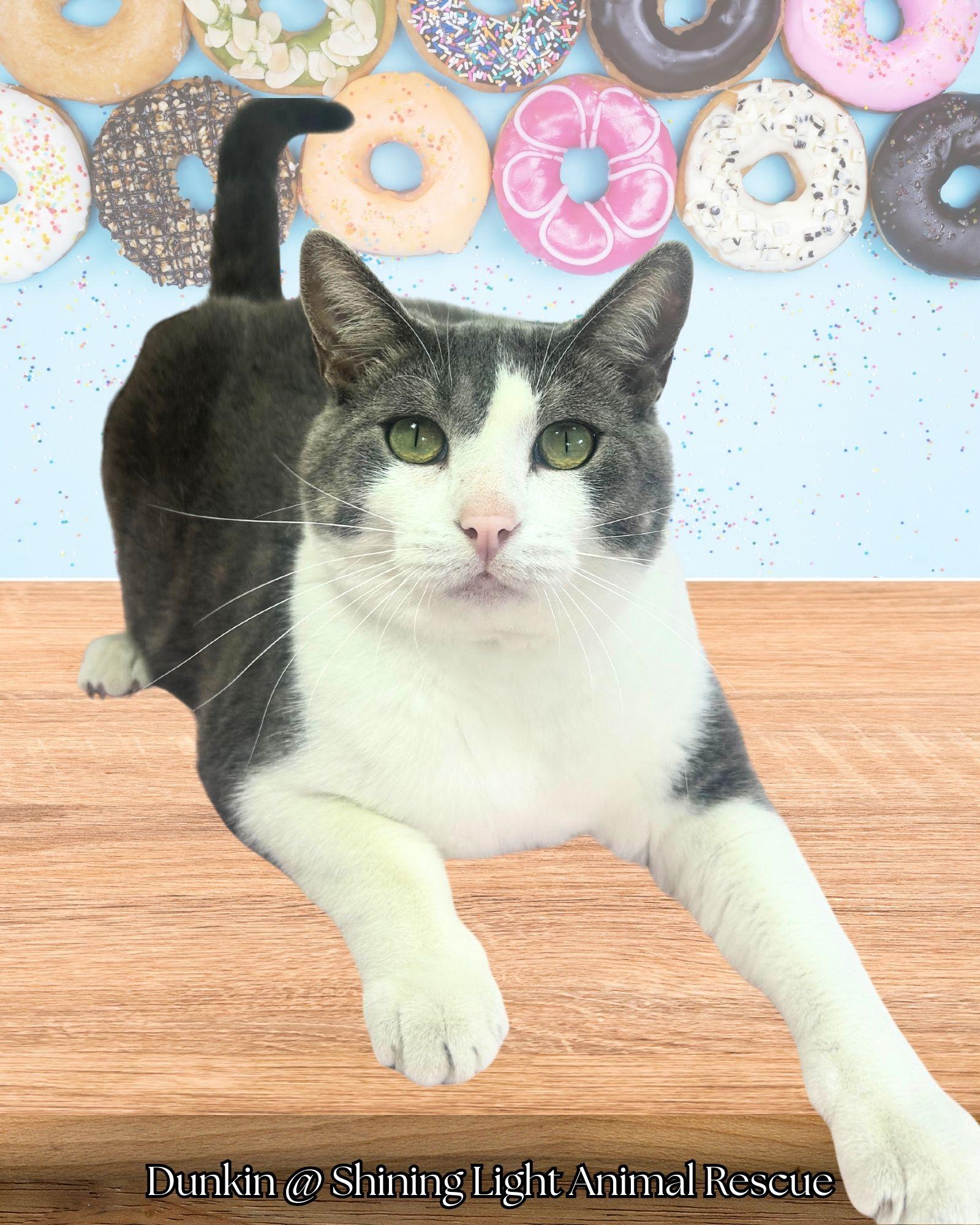 Dunkin, Adopted, Adult Male Domestic Short Hair.