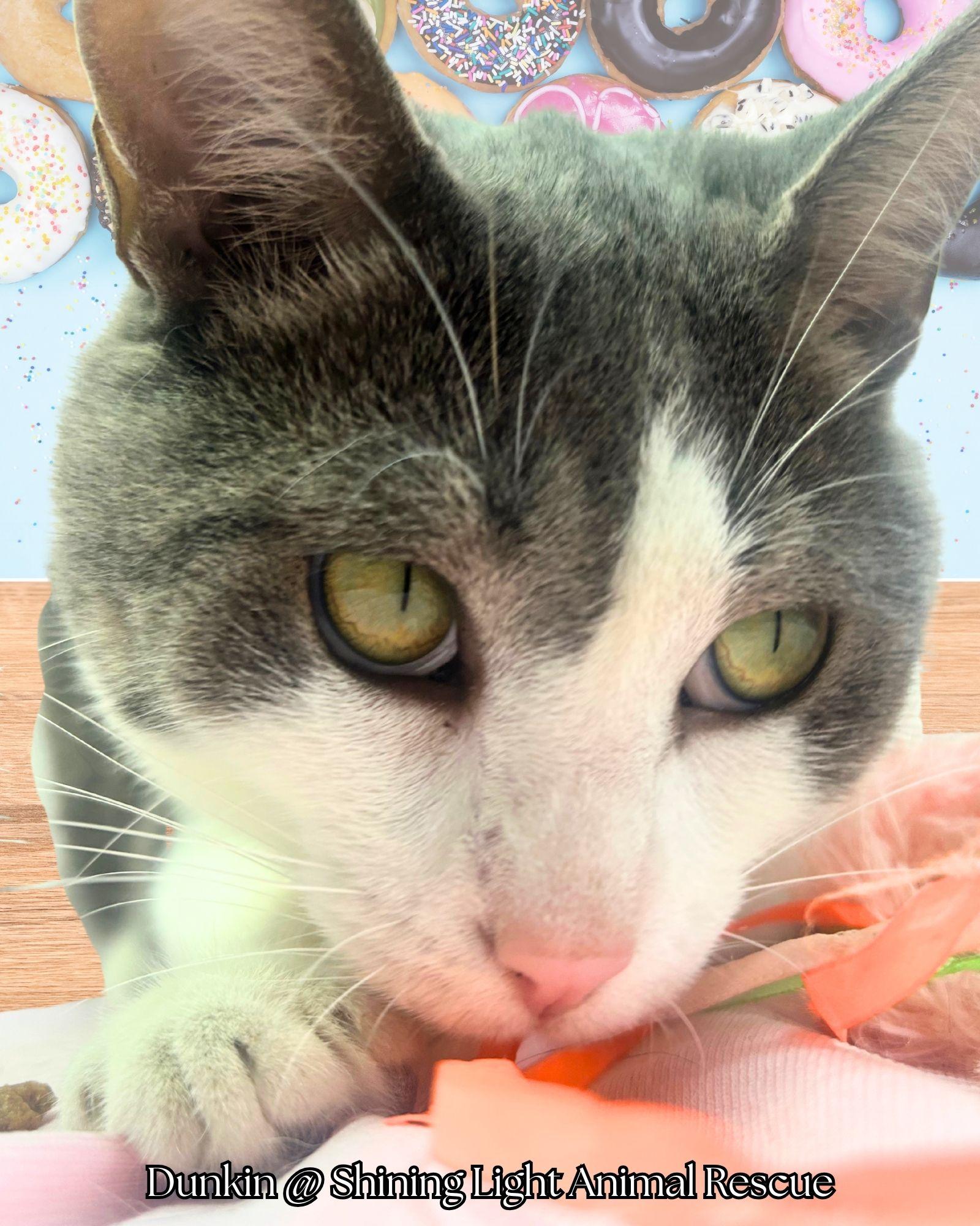 Enlarge Dunkin, a Adopted Domestic Short Hair in Royalton, IL image 2/4