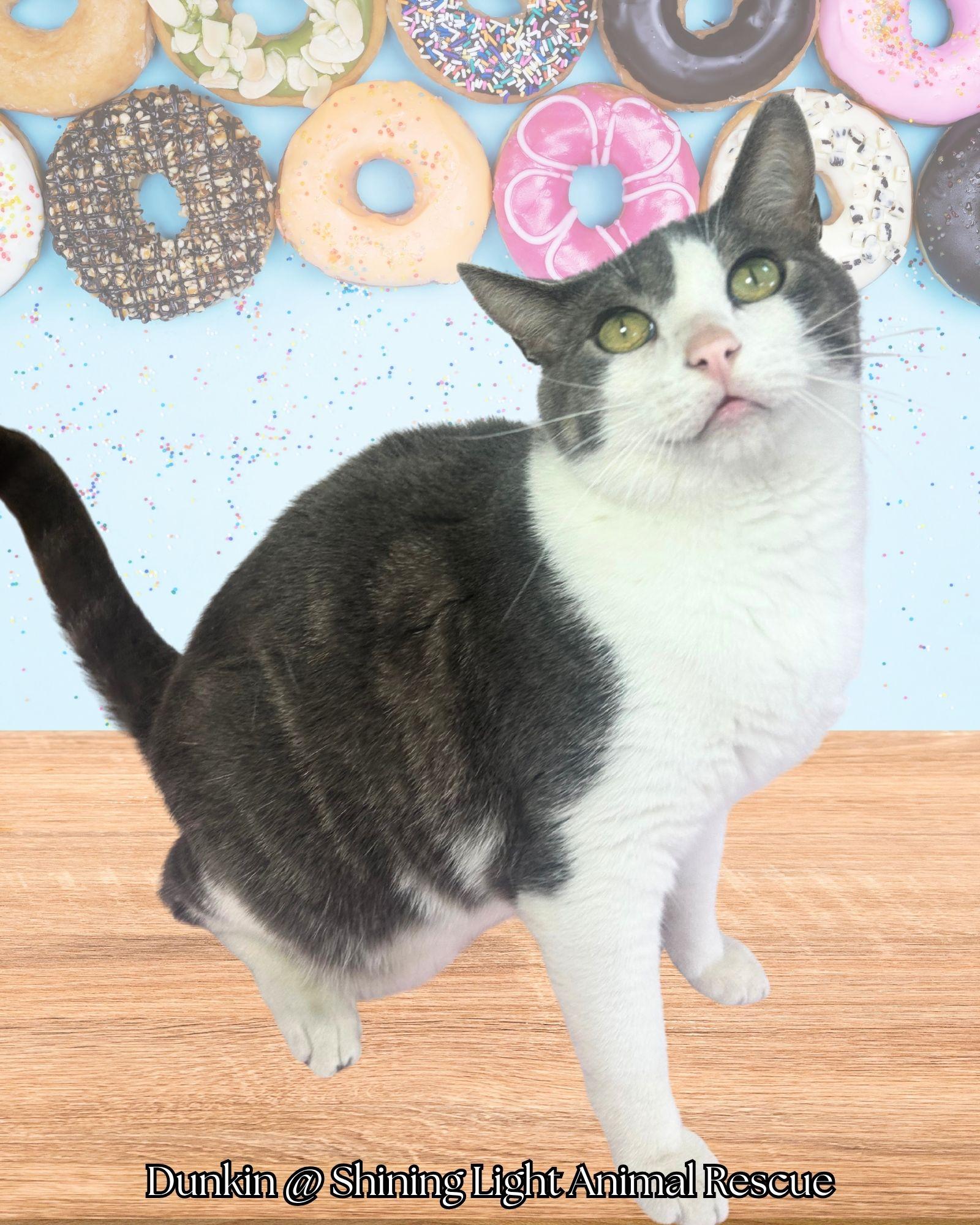 Enlarge Dunkin, a Adopted Domestic Short Hair in Royalton, IL image 4/4