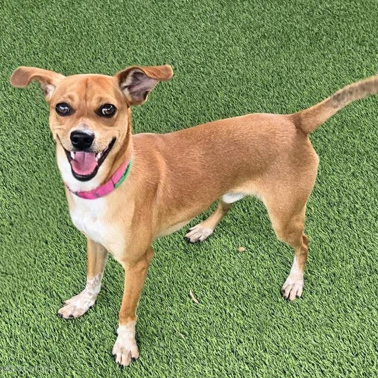 Sullivan, Adoptable, Young Male Chihuahua.