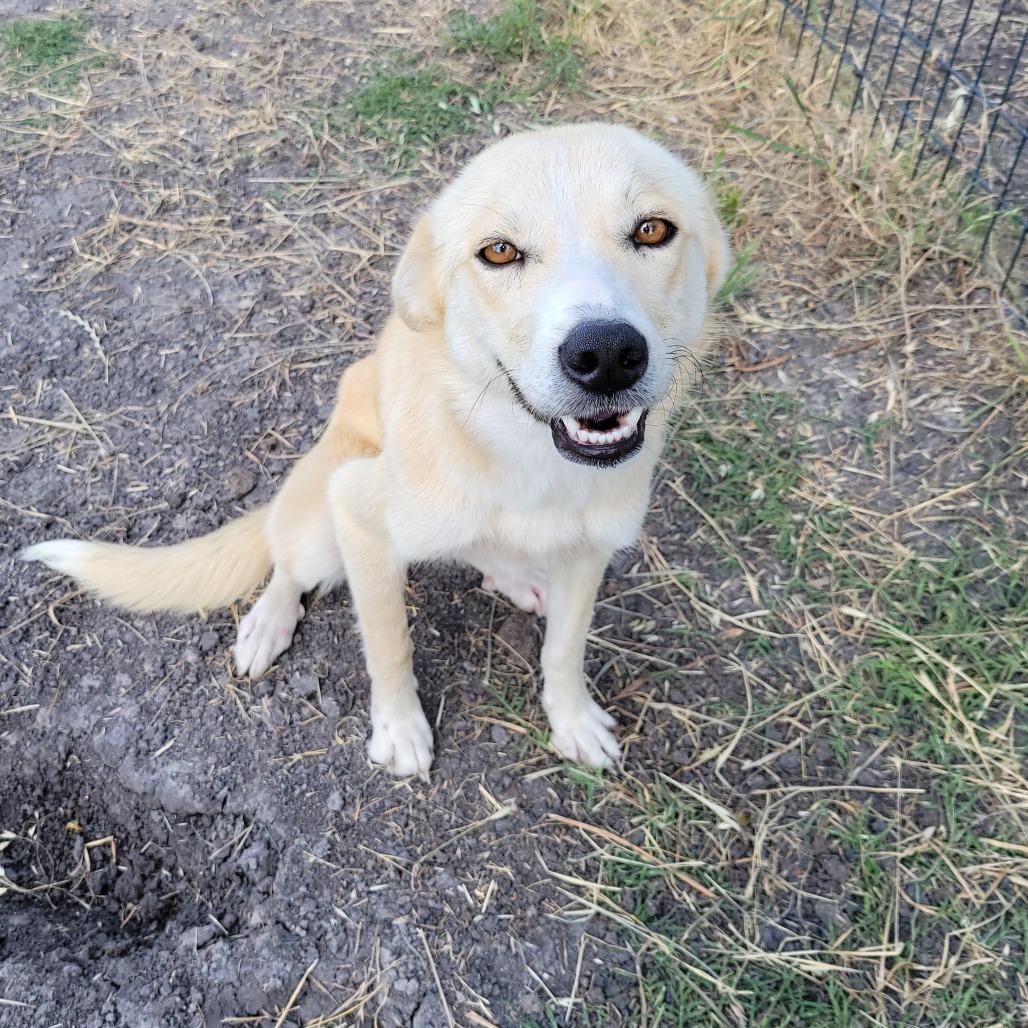 Roxy, Adoptable, Young Female Mixed Breed & Mixed Breed.