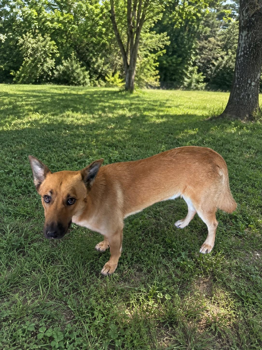 Pookie, Adoptable, Young Male German Shepherd Dog & Mixed Breed.