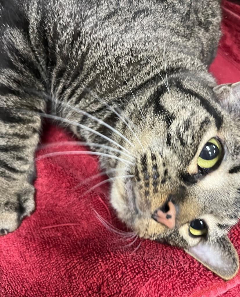 Tiger, a Adoptable mixed breed in Little Rock, AR image 1/2