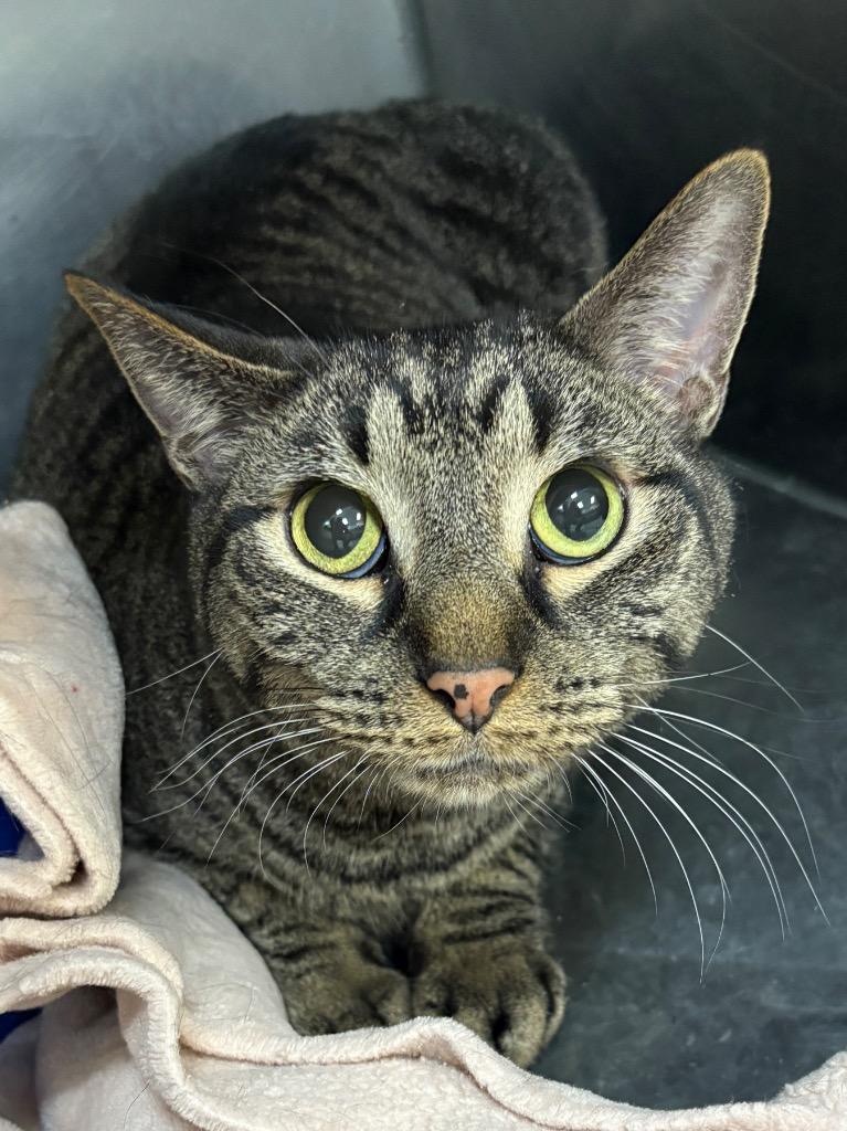 Tiger, a Adoptable mixed breed in Little Rock, AR image 2/2