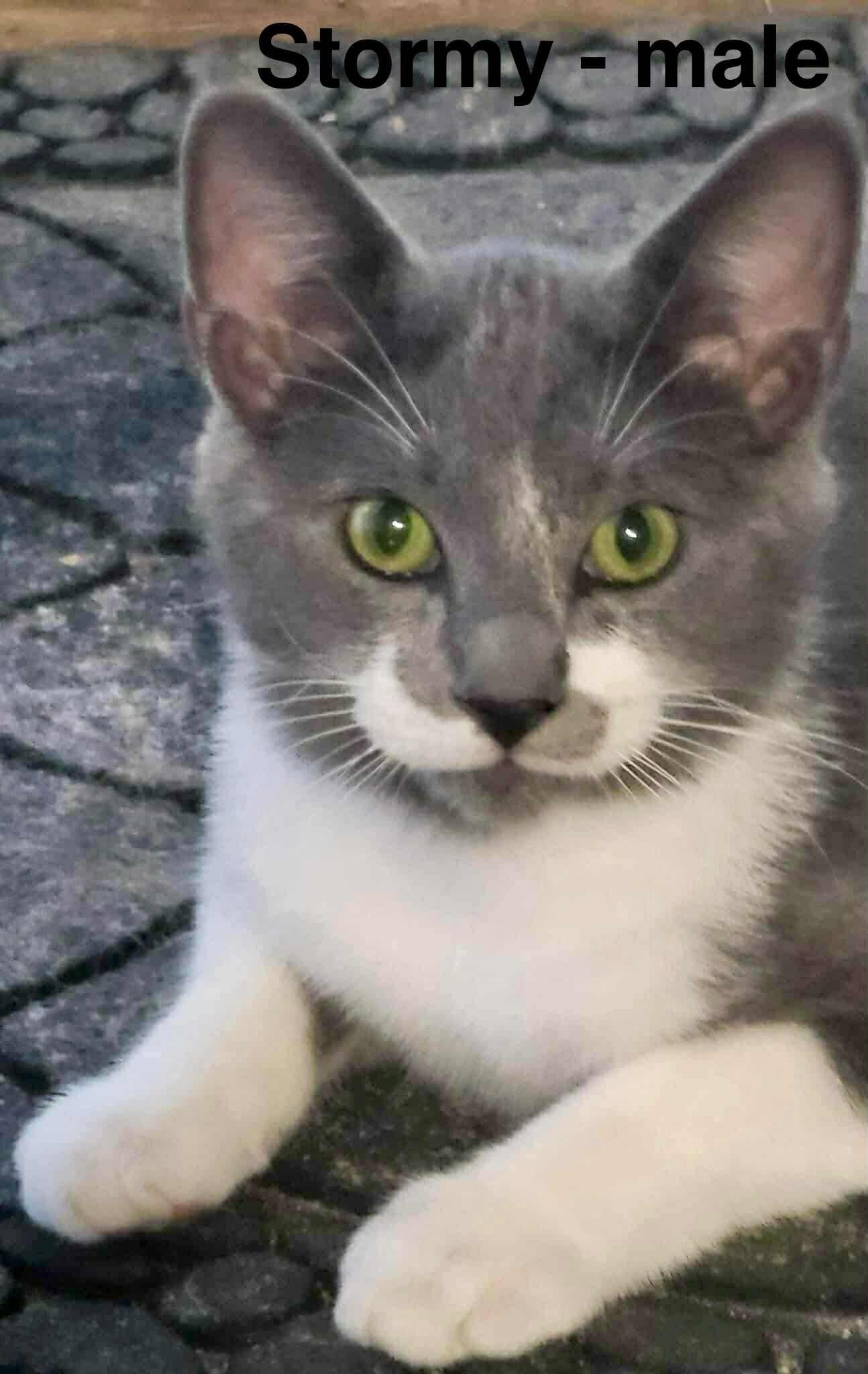 Enlarge Stormy, a Adoptable Domestic Short Hair in New Baltimore, MI image 1/1