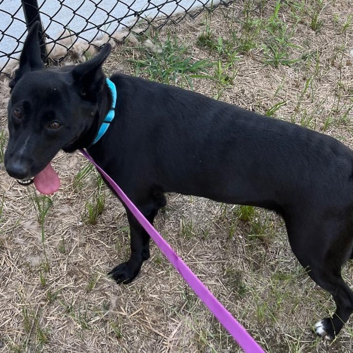 Enlarge Midnight Ruby, precious young Shepherd girl full of love and affection, a Adoptable Shepherd in Richmond, VA image 5/6