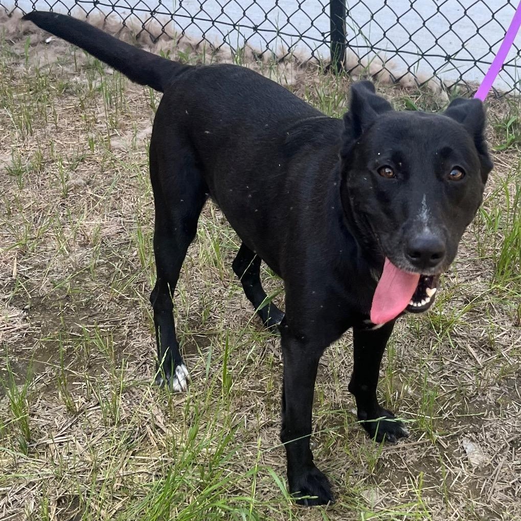 Enlarge Midnight Ruby, precious young Shepherd girl full of love and affection, a Adoptable Shepherd in Richmond, VA image 4/6