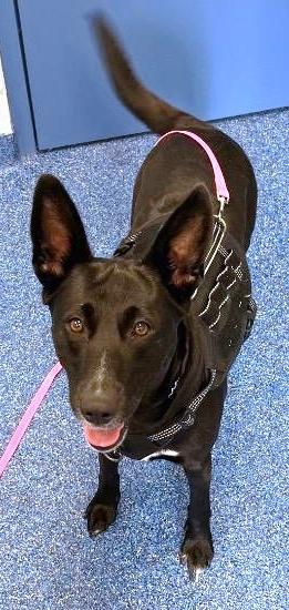 Enlarge Midnight Ruby, precious young Shepherd girl full of love and affection, a Adoptable Shepherd in Richmond, VA image 6/6