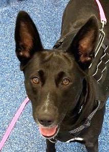 Midnight Ruby, precious young Shepherd girl full of love and affection, Adoptable, Young Female Shepherd.
