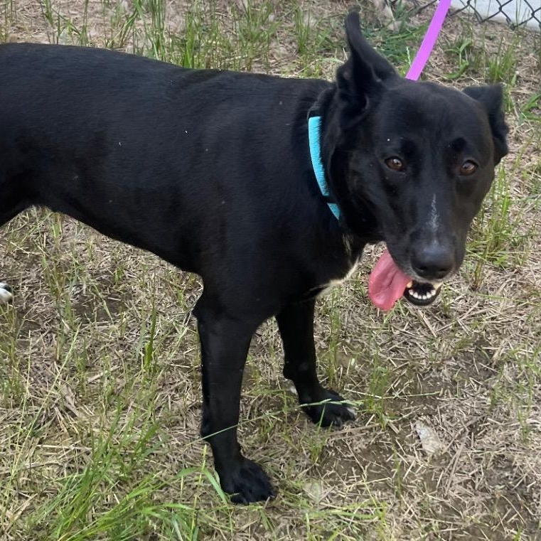 Enlarge Midnight Ruby, precious young Shepherd girl full of love and affection, a Adoptable Shepherd in Richmond, VA image 2/6