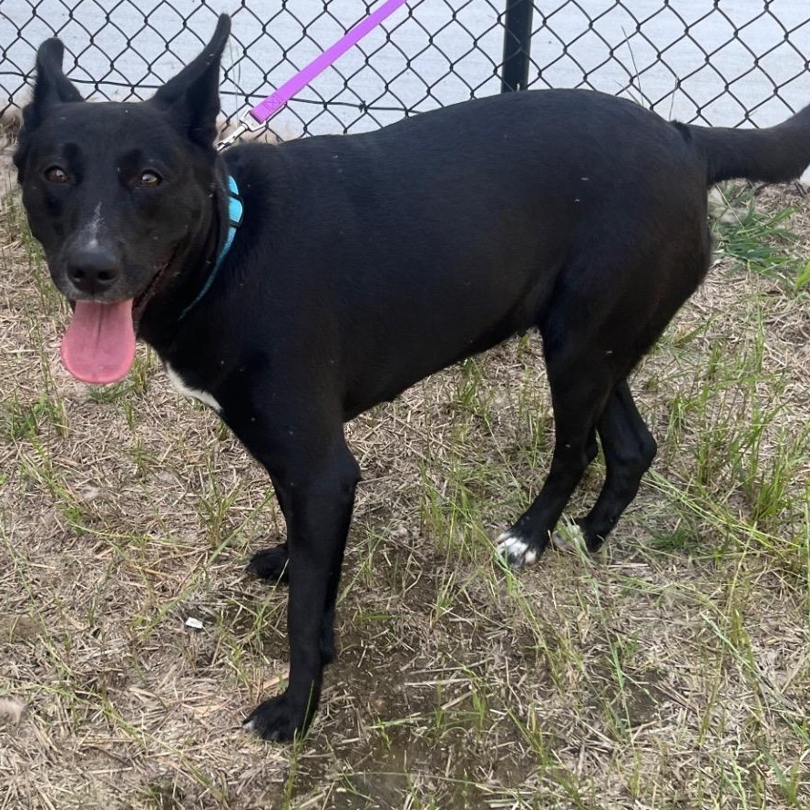 Enlarge Midnight Ruby, precious young Shepherd girl full of love and affection, a Adoptable Shepherd in Richmond, VA image 3/6