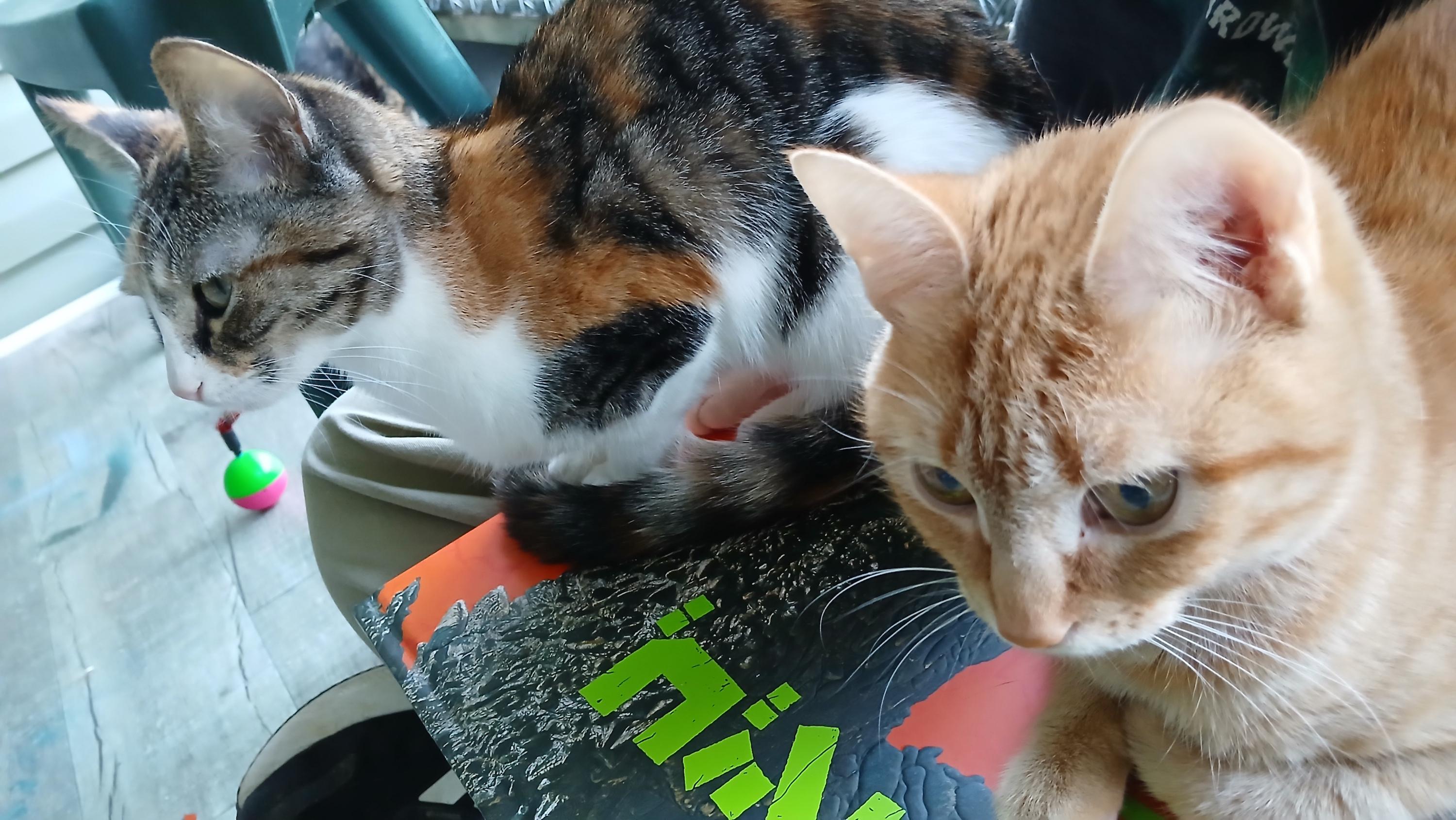 Enlarge Sally, an adopted Domestic Short Hair in Cullowhee, NC image 6/6