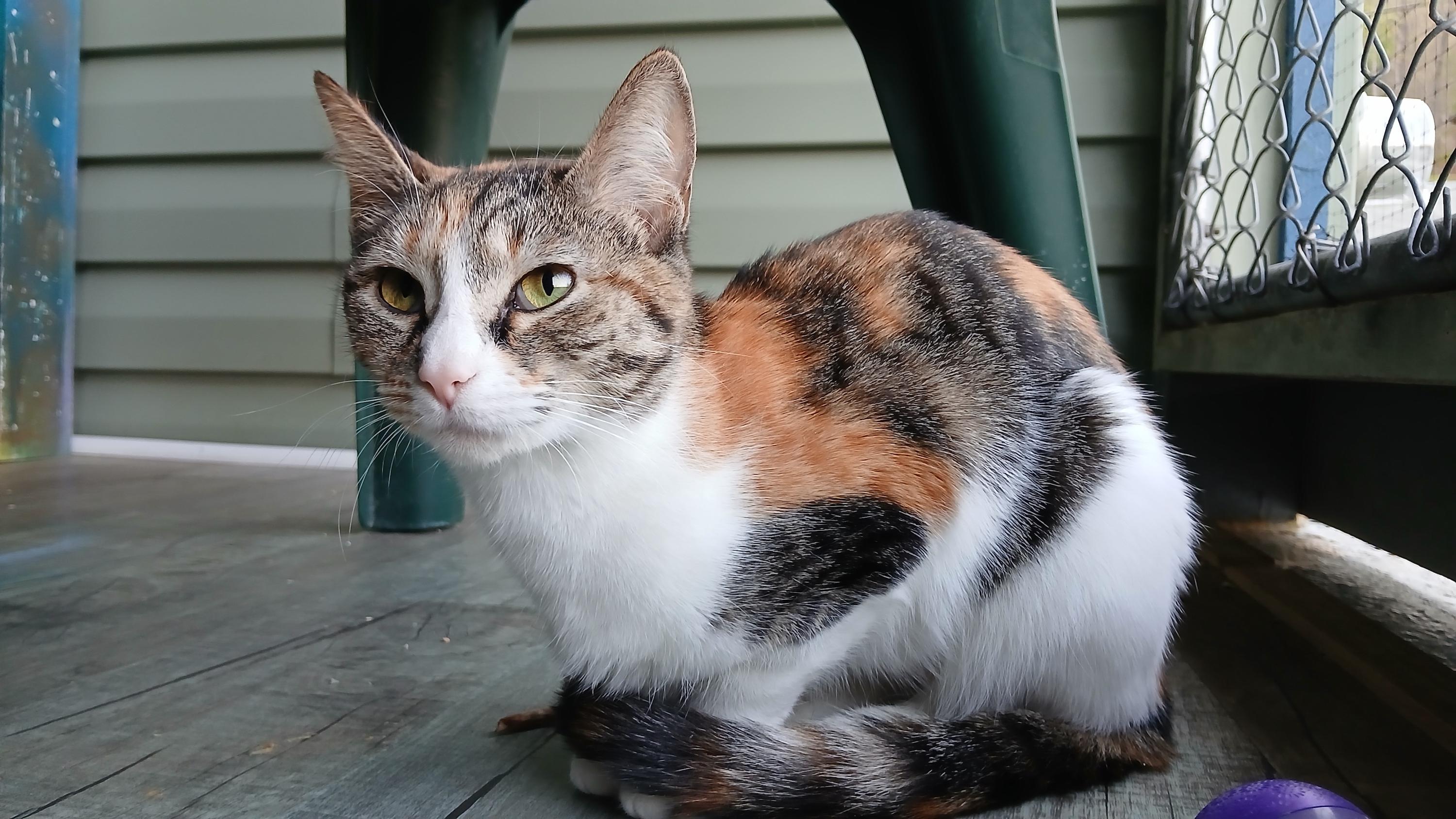 Sally, adopted, Young Female Domestic Short Hair.
