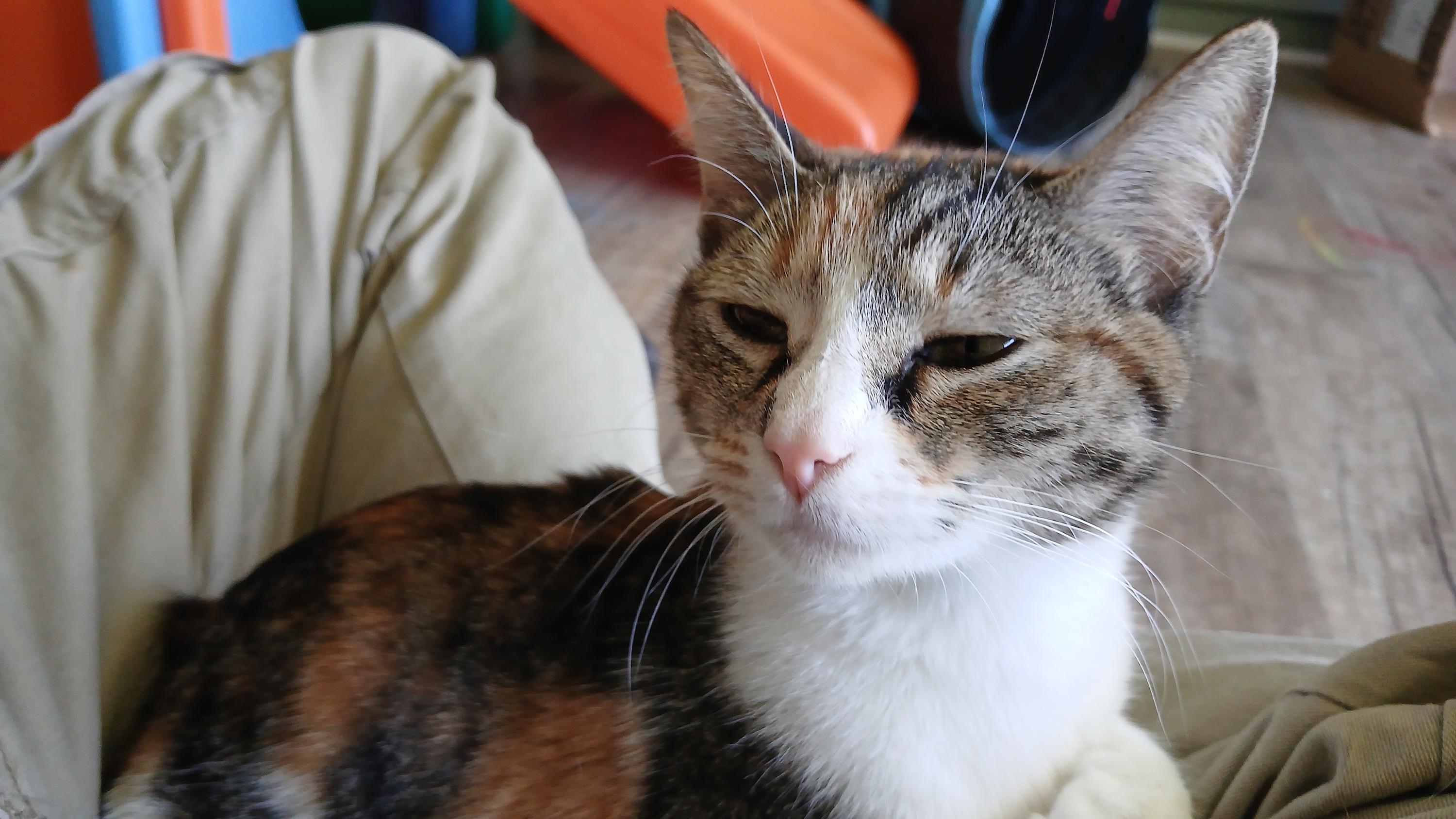 Enlarge Sally, an adopted Domestic Short Hair in Cullowhee, NC image 3/6