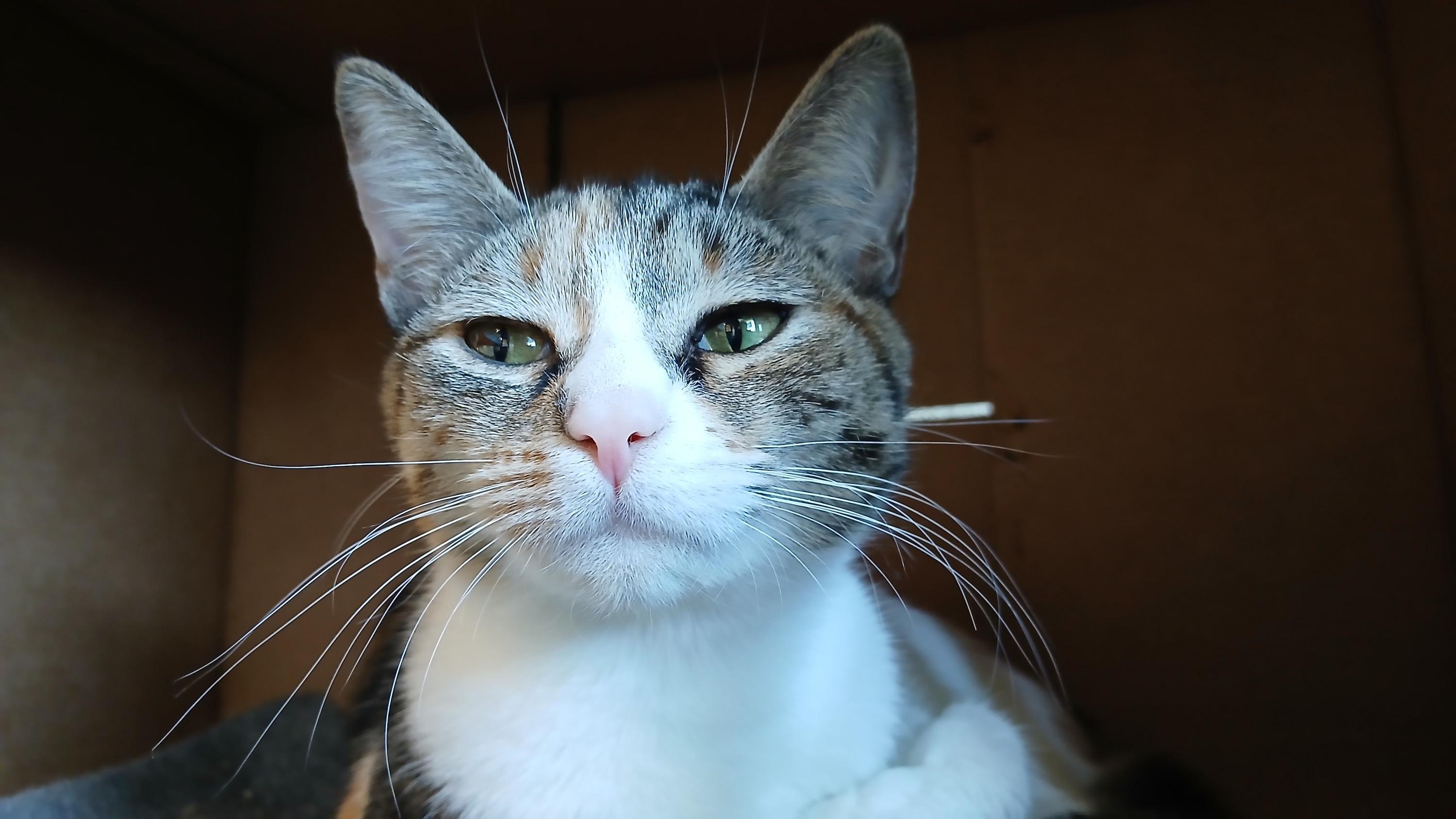 Enlarge Sally, an adopted Domestic Short Hair in Cullowhee, NC image 4/6