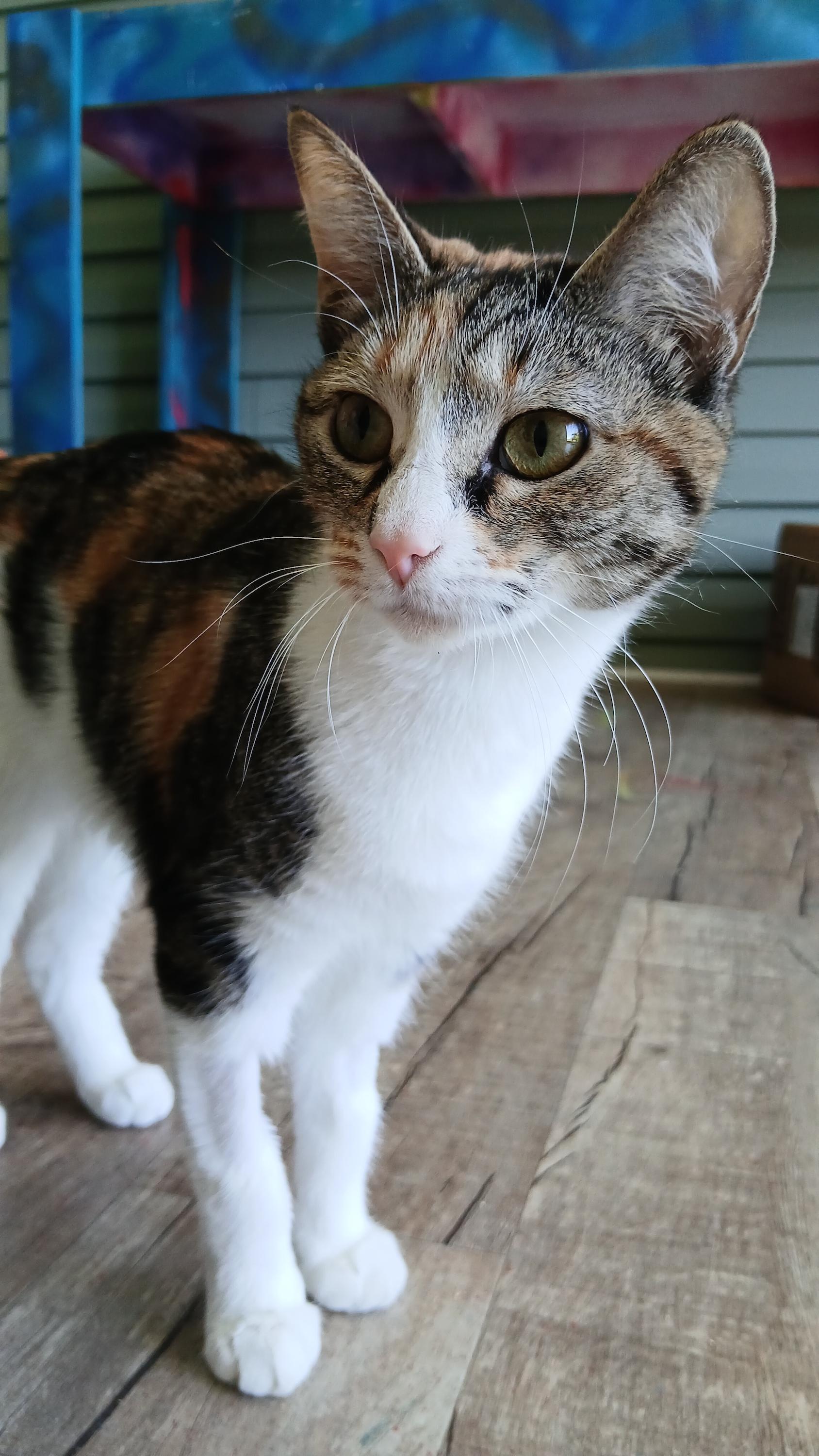 Enlarge Sally, an adopted Domestic Short Hair in Cullowhee, NC image 5/6