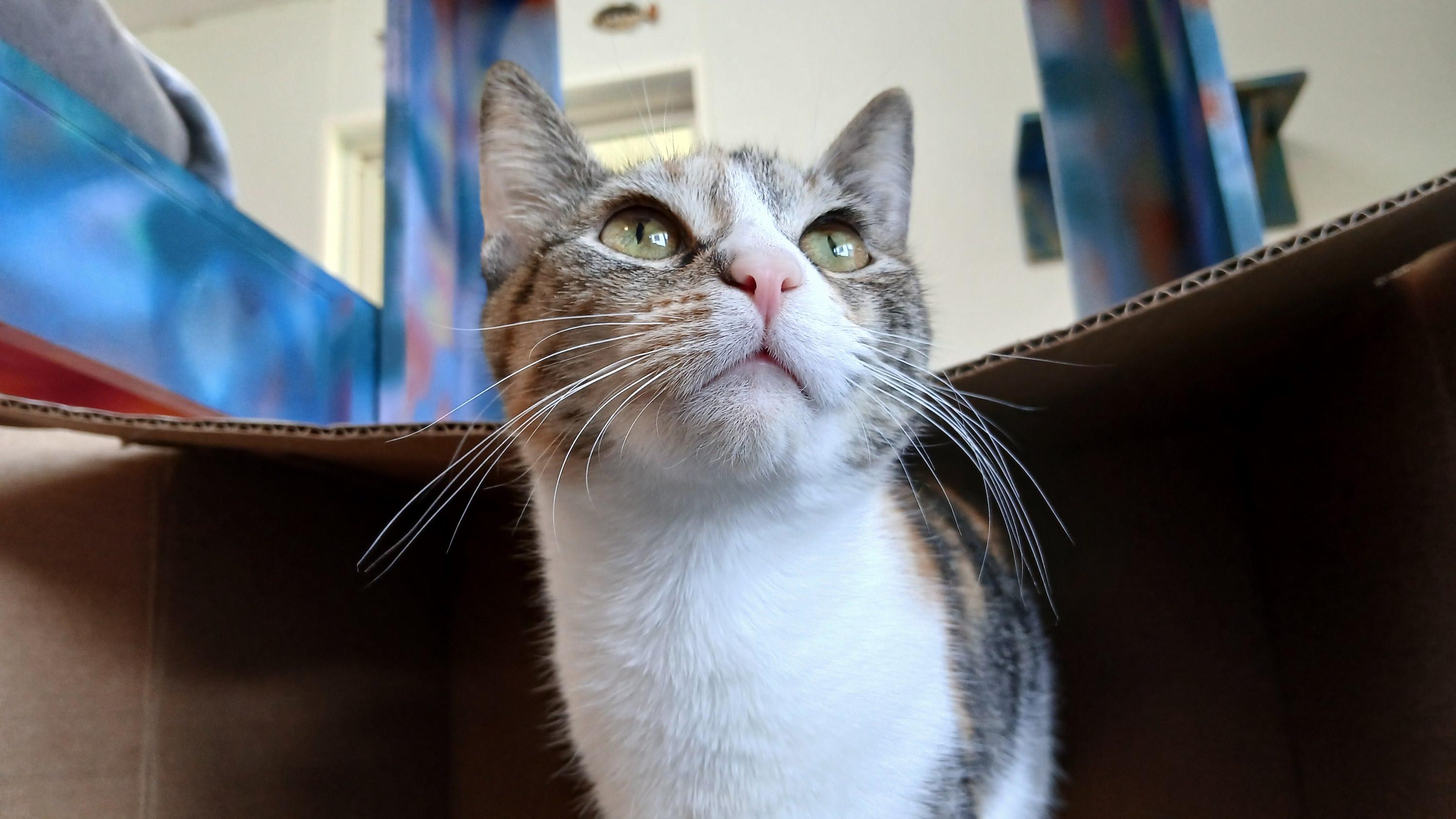 Enlarge Sally, an adopted Domestic Short Hair in Cullowhee, NC image 2/6