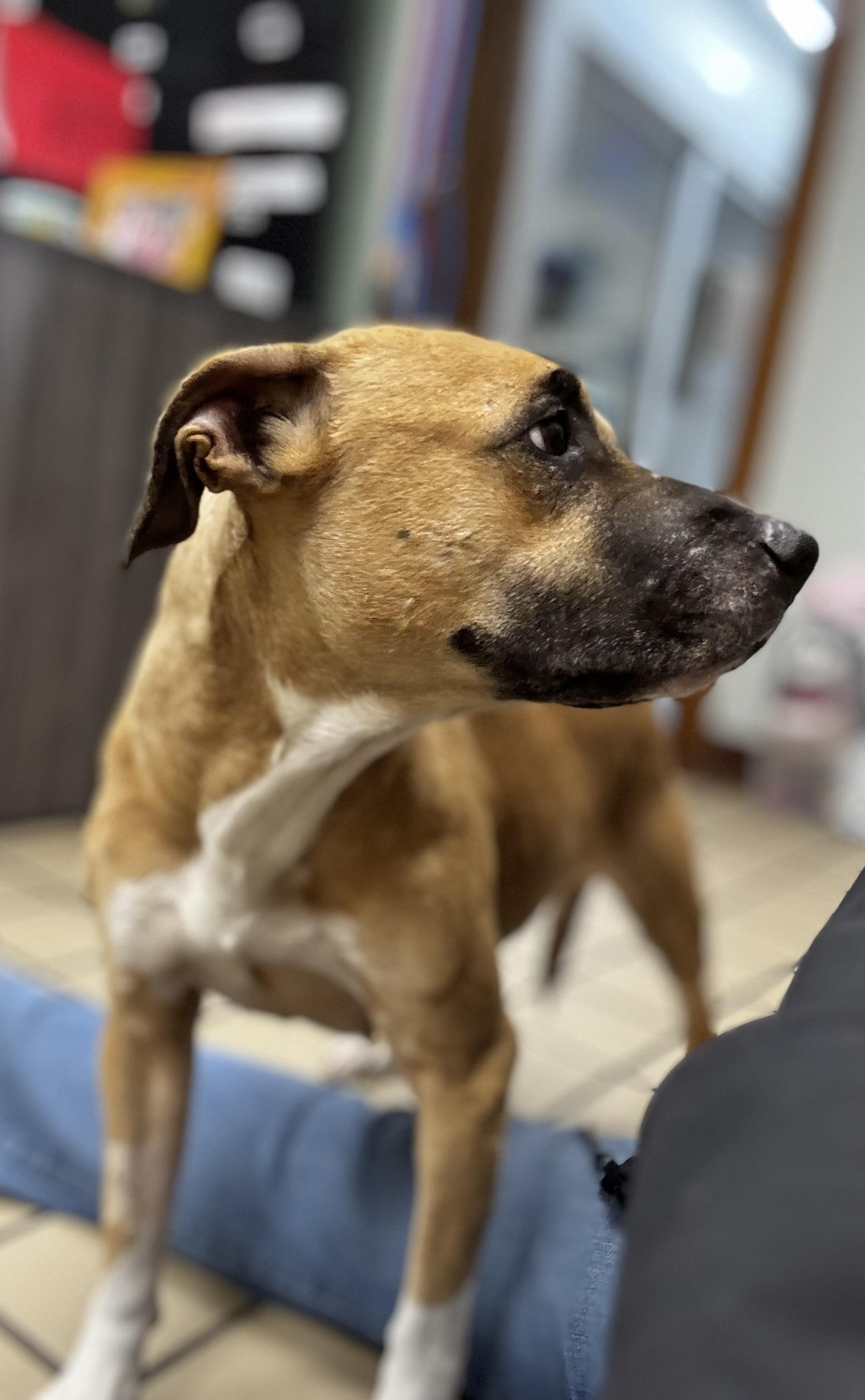 Enlarge Ginger, a ADOPTABLE mixed breed in White Cloud, MI image 3/3
