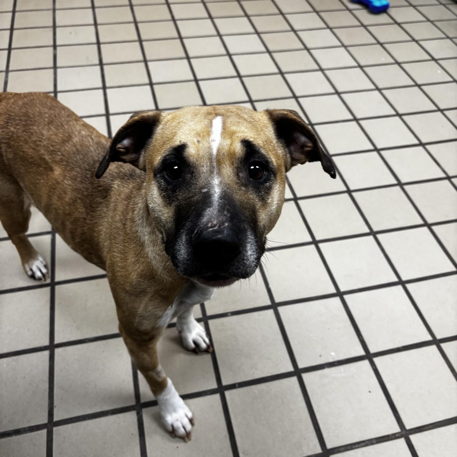 Enlarge Ginger, a ADOPTABLE mixed breed in White Cloud, MI image 2/3