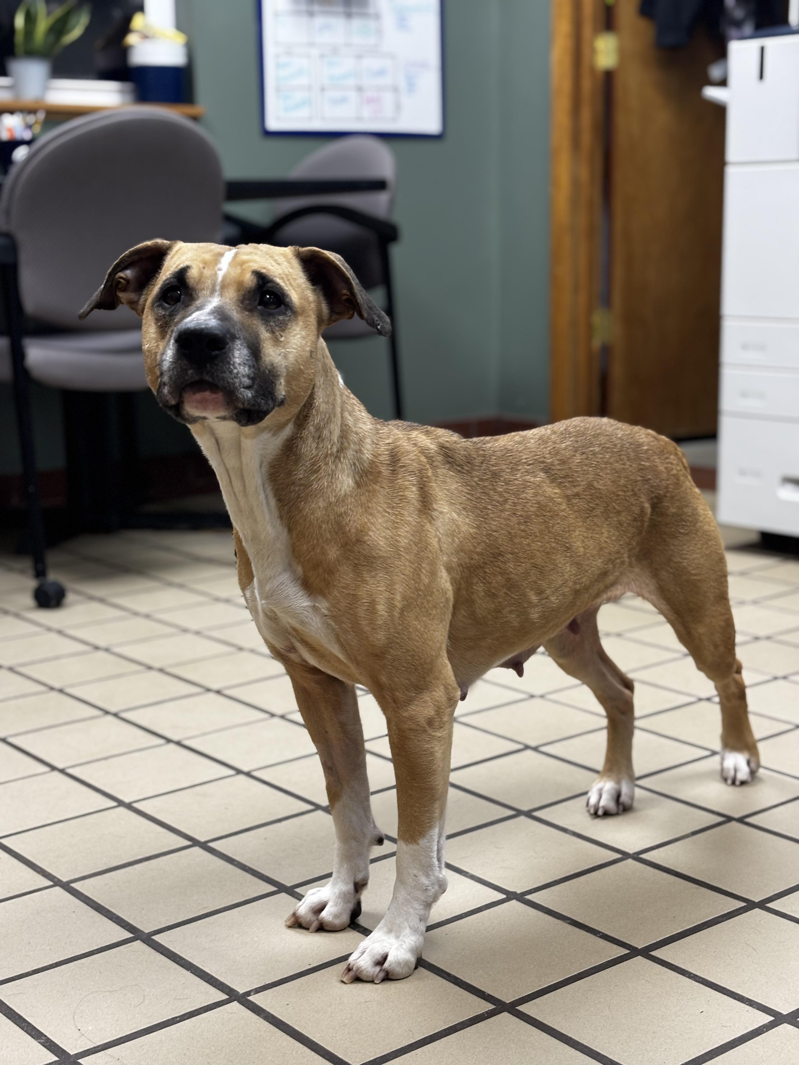 Enlarge Ginger, a ADOPTABLE mixed breed in White Cloud, MI image 1/3