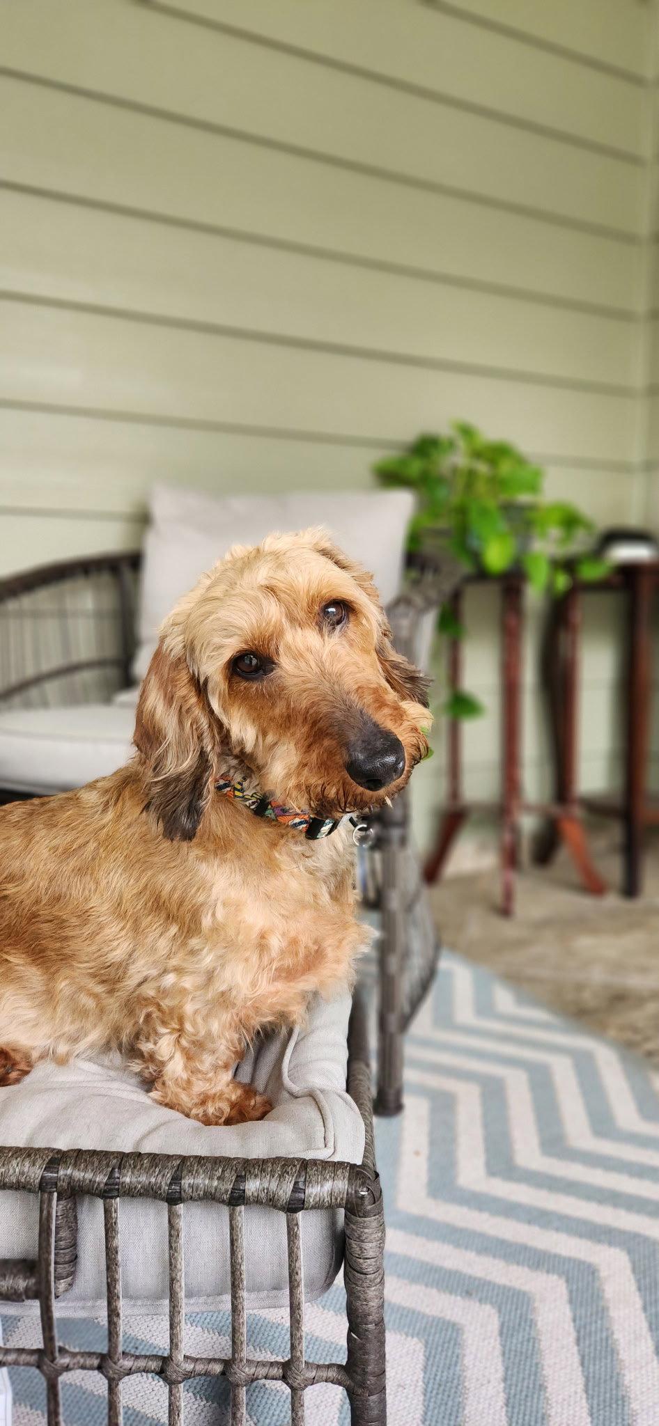 Fritz3 (Bonded with Louie4) In North Carolina, Adoptable, Adult Male Dachshund.