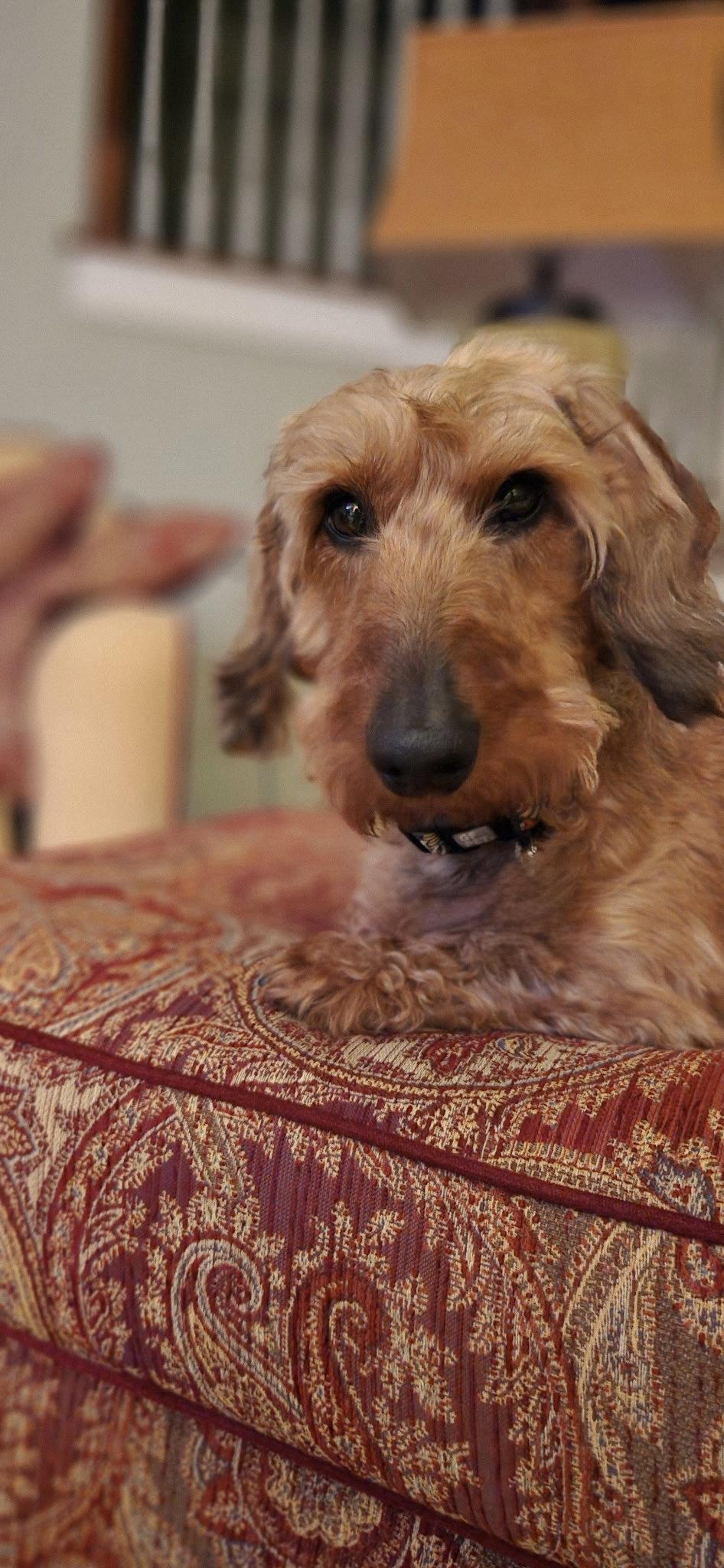 Enlarge Fritz3 (Bonded with Louie4) In North Carolina, a Adoptable Dachshund in West Columbia, SC image 2/3