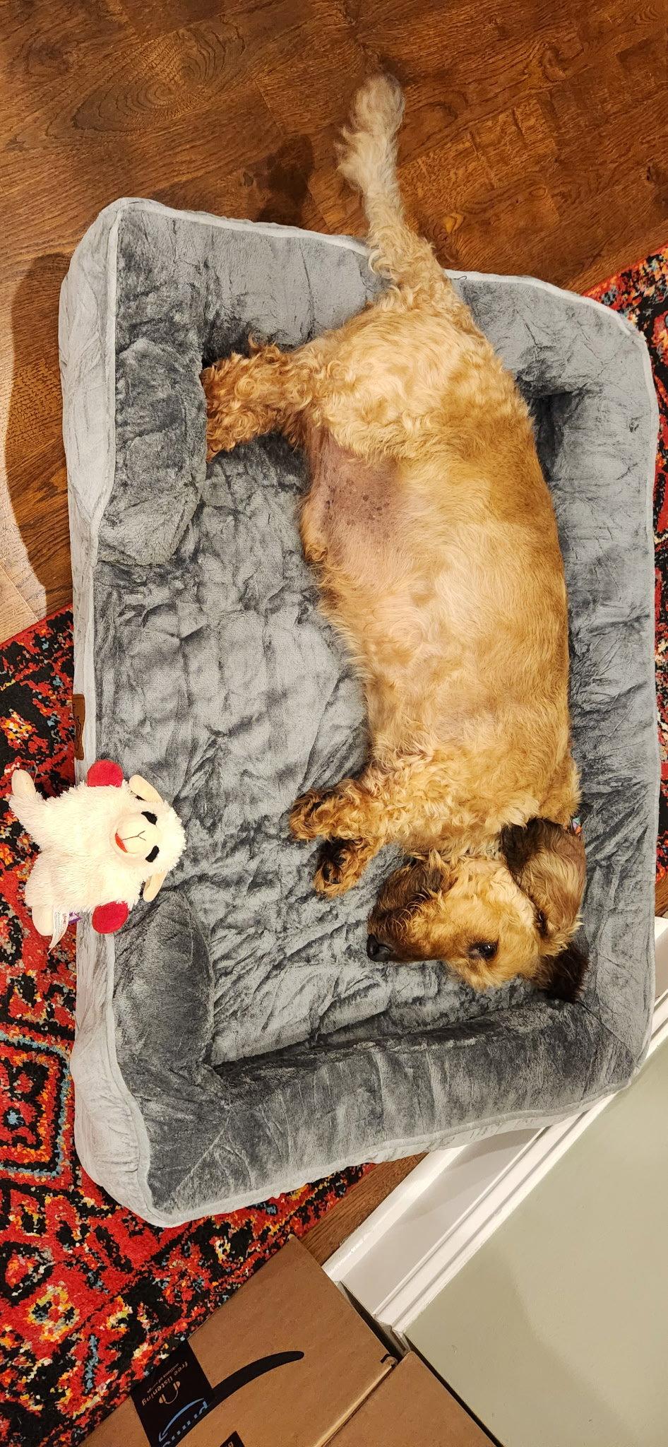Enlarge Fritz3 (Bonded with Louie4) In North Carolina, a Adoptable Dachshund in West Columbia, SC image 3/3